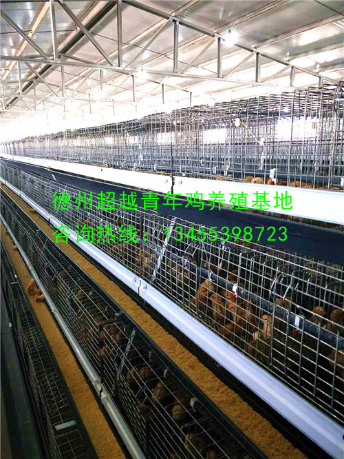 德州超越青年鸡养殖基地