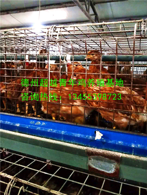 德州超越青年鸡养殖基地