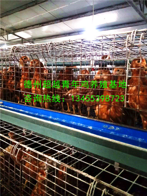 德州超越青年鸡养殖基地