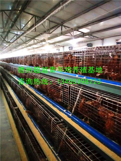 德州超越青年鸡养殖基地