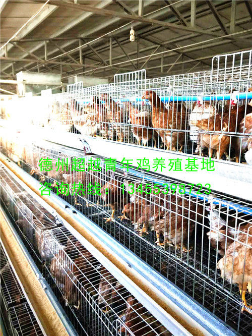 德州超越青年鸡养殖基地