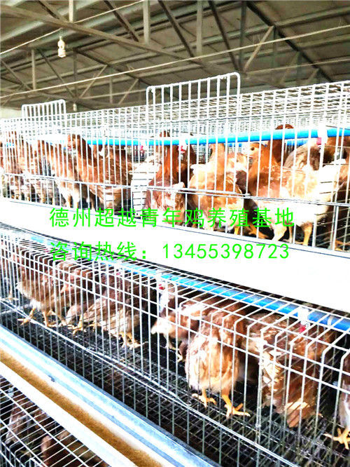 德州超越青年鸡养殖基地