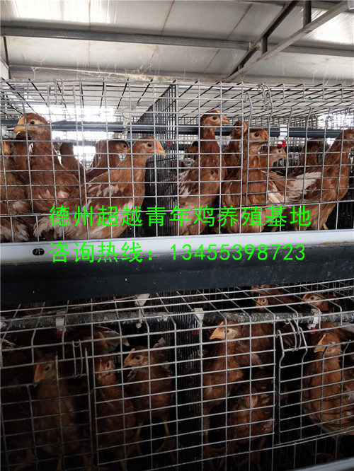德州超越青年鸡养殖基地