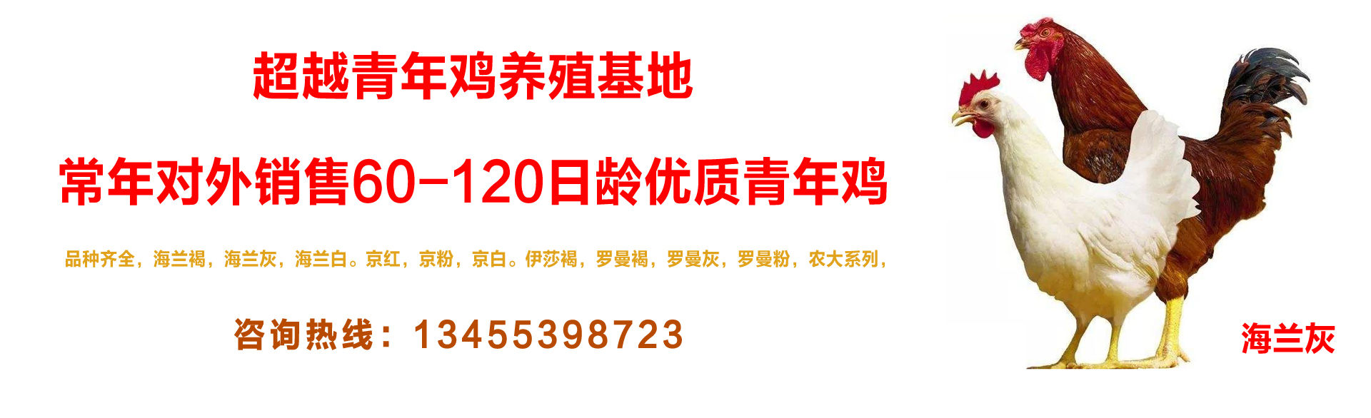 超越青年鸡供应海兰褐鸡10-30天_青年鸡供应